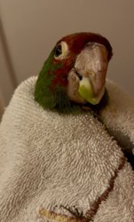 Conures of Telegraph Hill