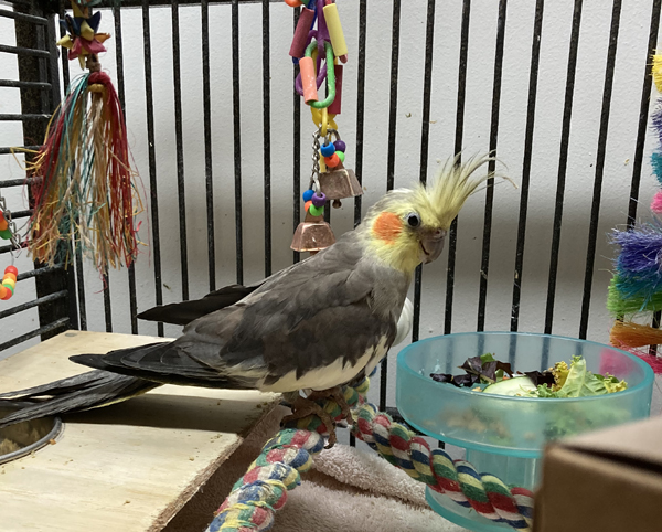 An image of Soldier, a grey cockatiel.