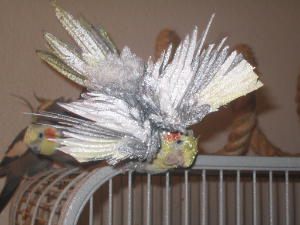 grey-cockatiel-bathing
